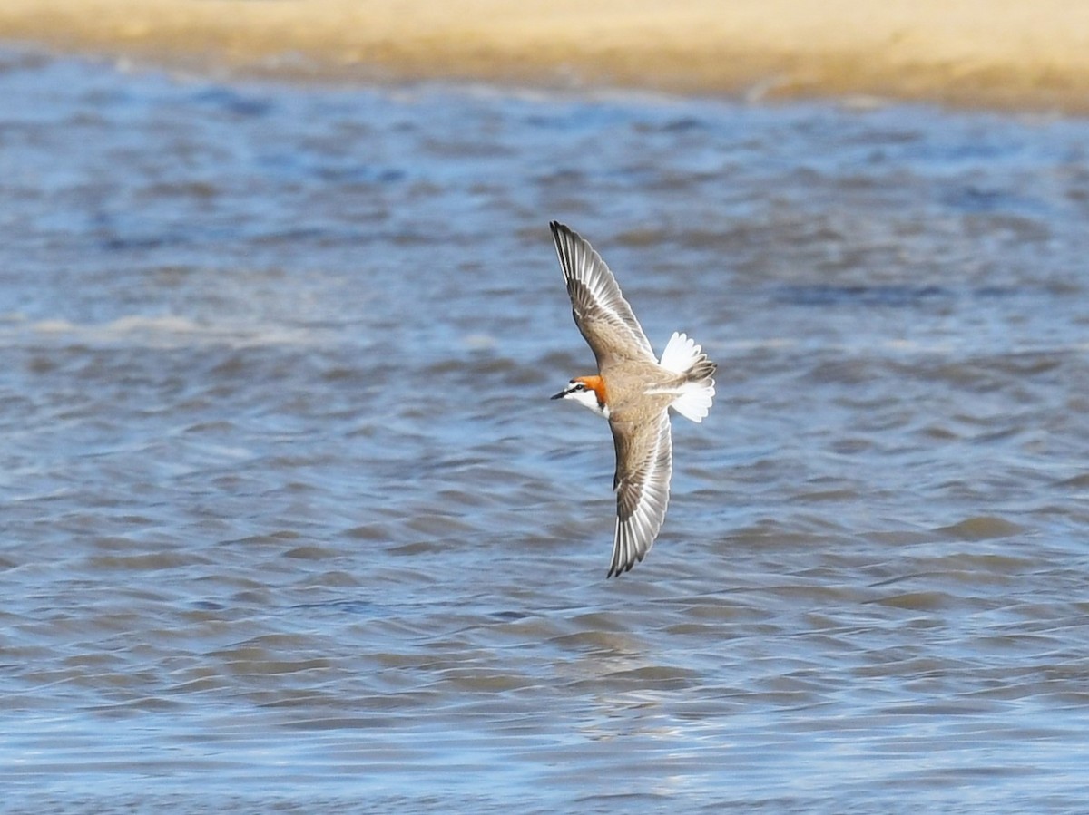 Red-capped Plover - ML619073734