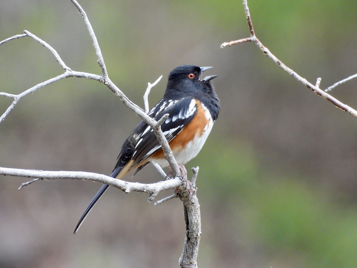 Spotted Towhee - ML619073737