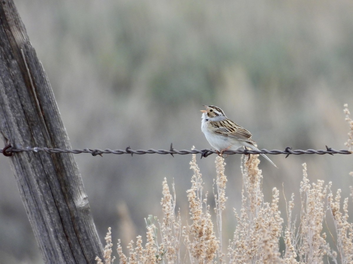 Clay-colored Sparrow - ML619073762