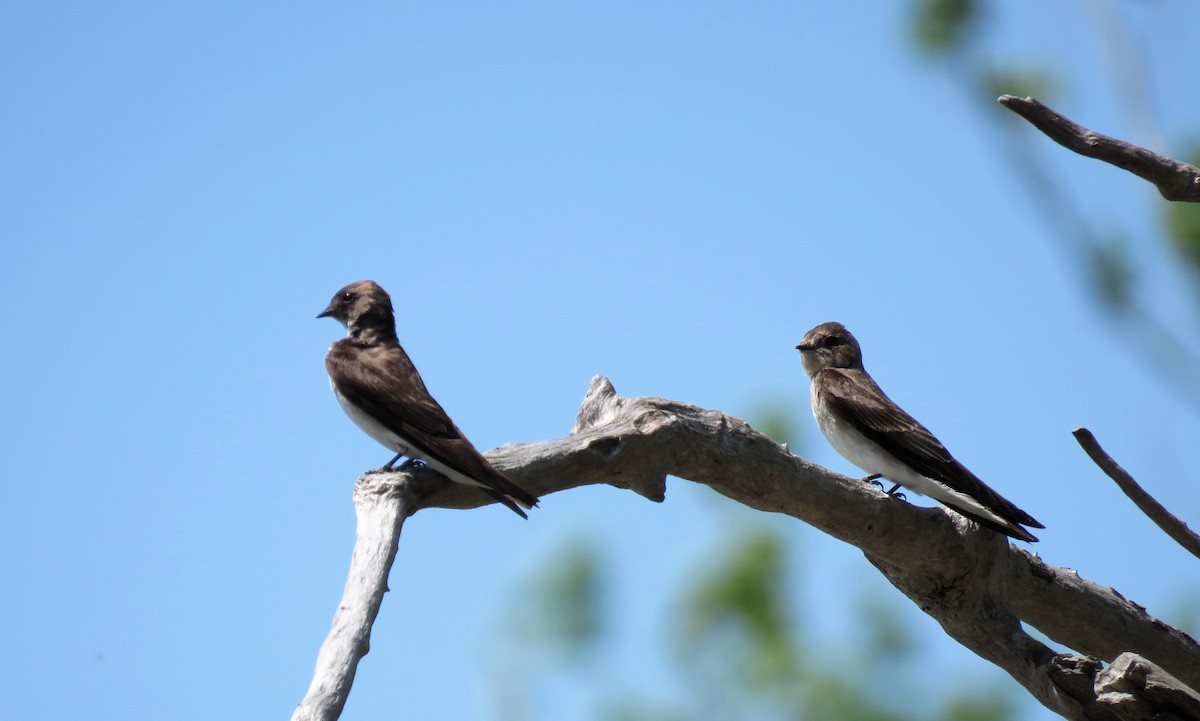 Northern Rough-winged Swallow - Amy Didion