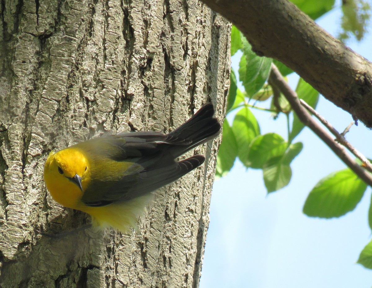 Prothonotary Warbler - ML619073795