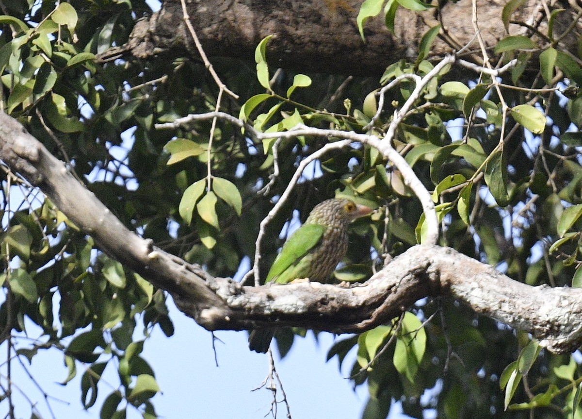 Lineated Barbet - ML619073845