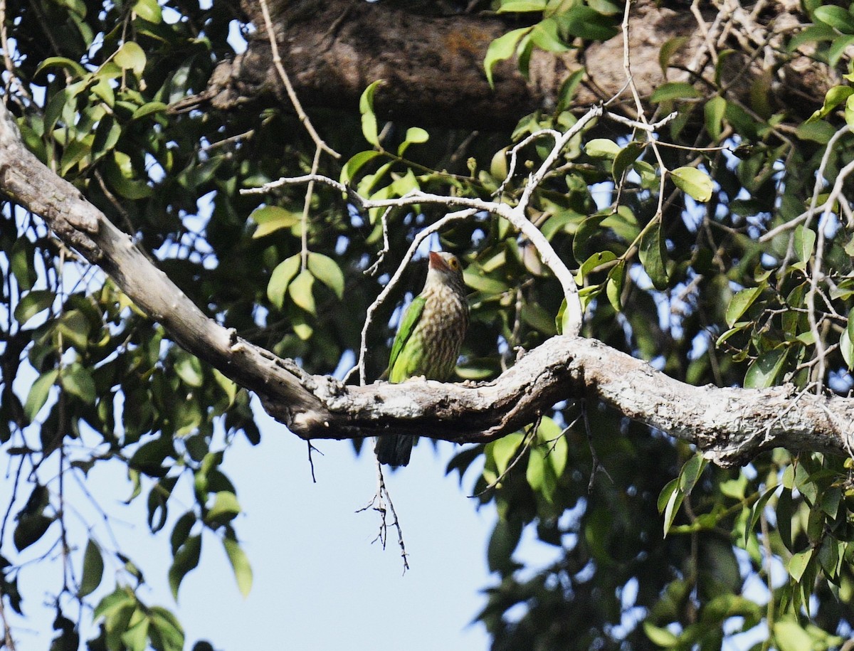 Lineated Barbet - ML619073847