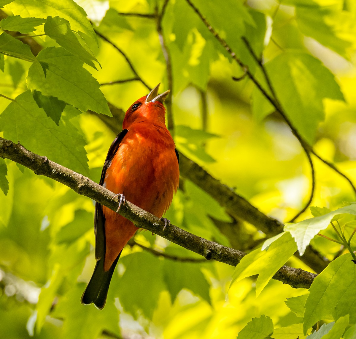 Scarlet Tanager - ML619073882