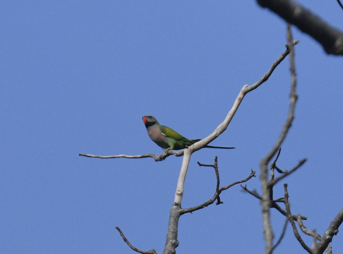 Red-breasted Parakeet - ML619073893
