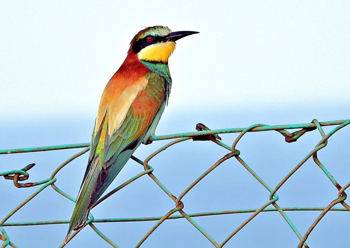 European Bee-eater - silverwing 123