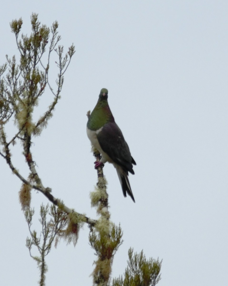 New Zealand Pigeon - ML619073979