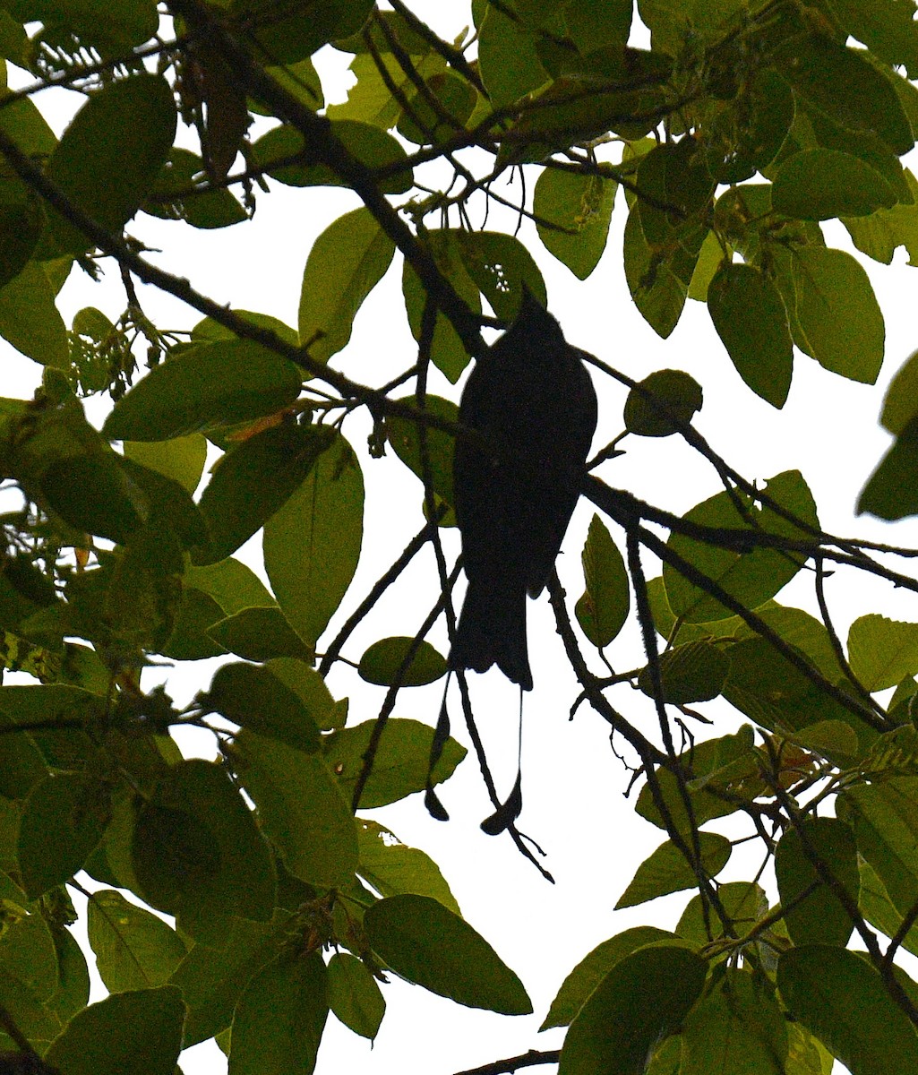 Greater Racket-tailed Drongo - ML619073980