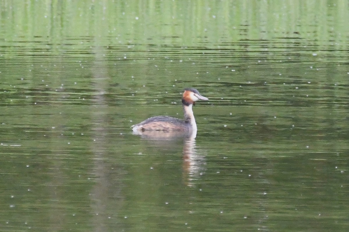 Great Crested Grebe - ML619074002