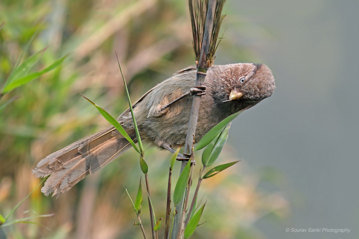 Brown Parrotbill - Sourav Sanki