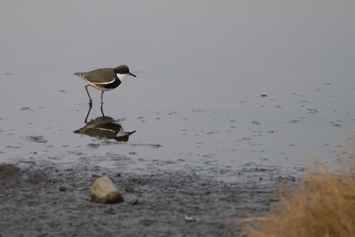 Red-kneed Dotterel - ML619074100