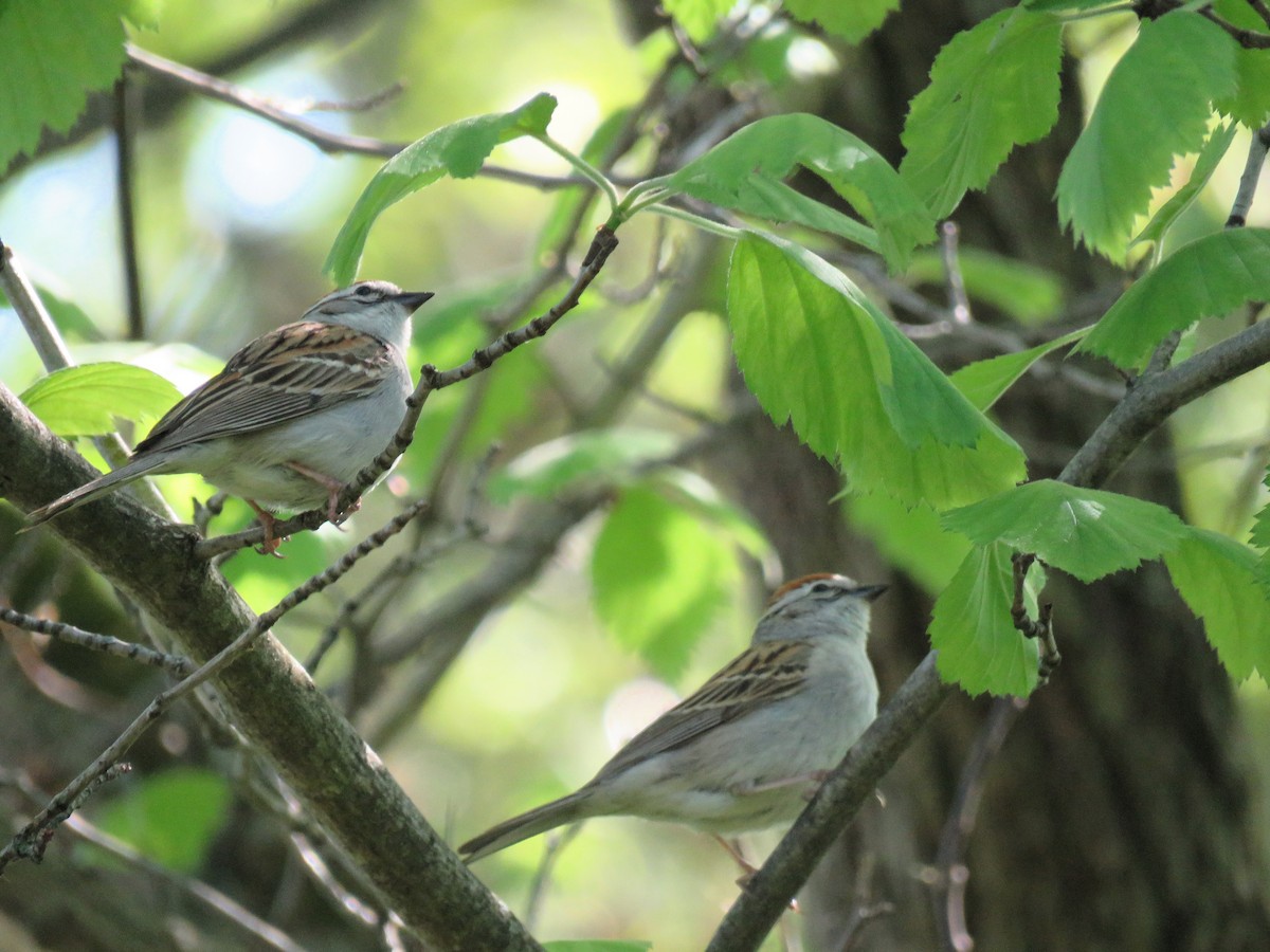 Chipping Sparrow - ML619074176
