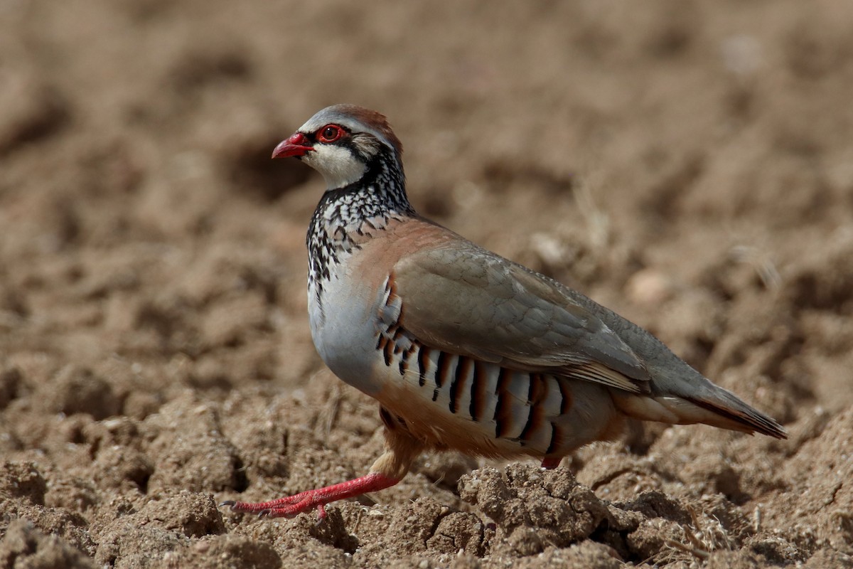 Red-legged Partridge - Joaquín Salinas