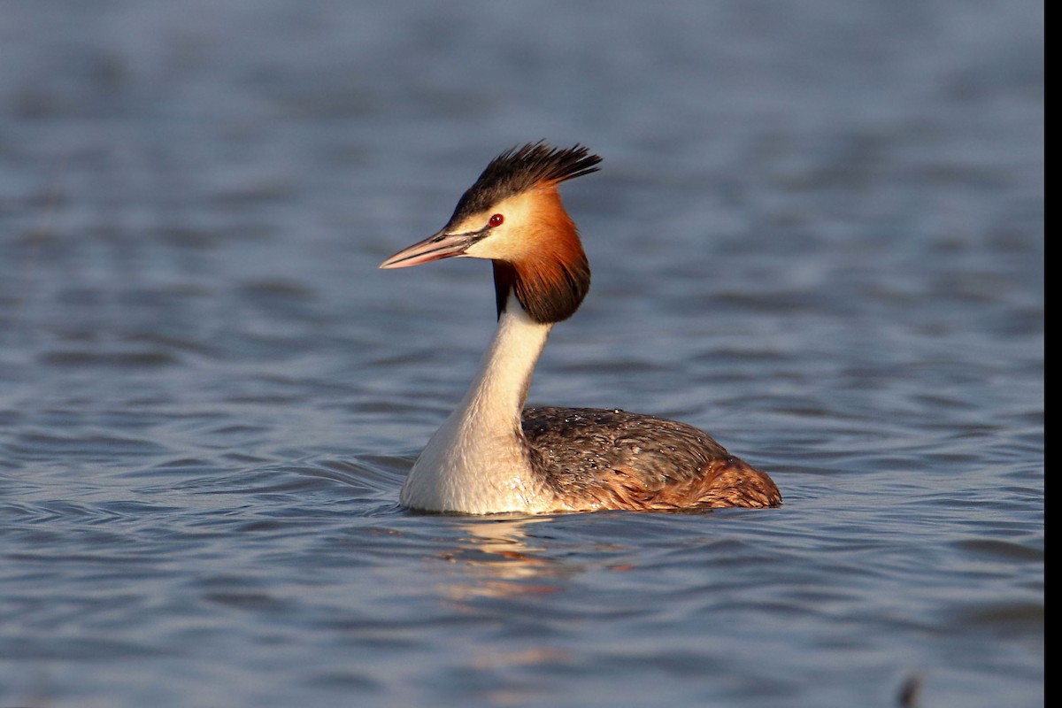 Great Crested Grebe - ML619074194