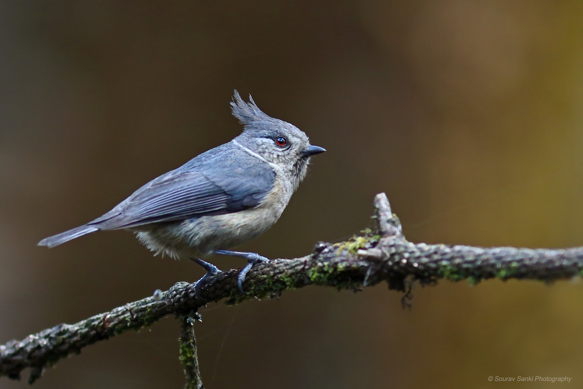 Gray-crested Tit - ML619074216