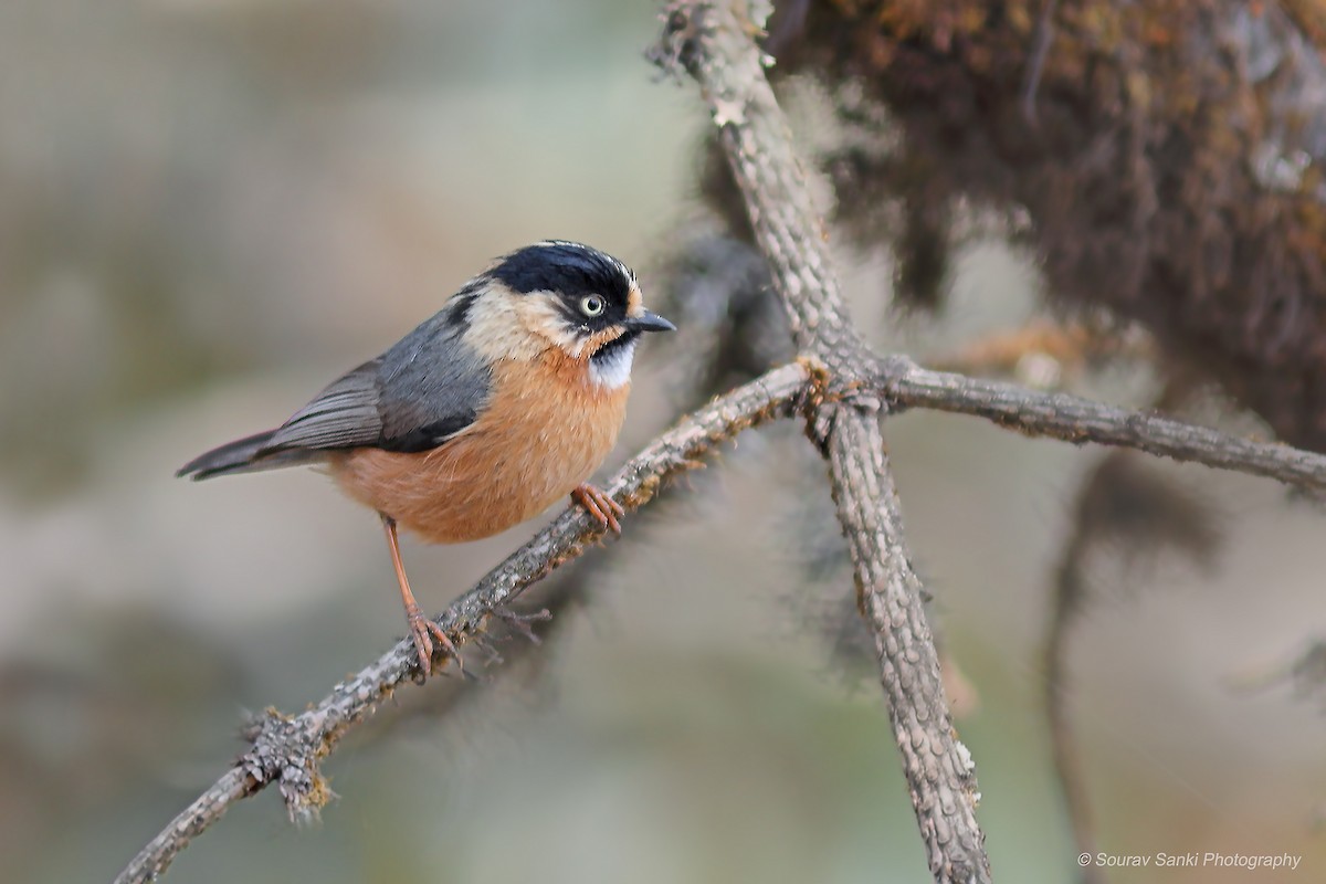 Black-browed Tit (Rufous-fronted) - ML619074225