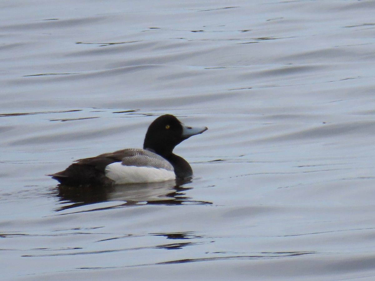 Greater Scaup - ML619074238