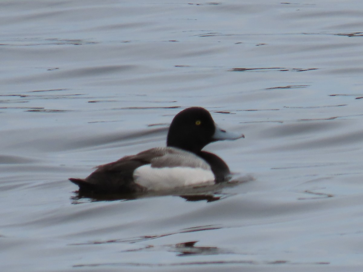 Greater Scaup - ML619074240