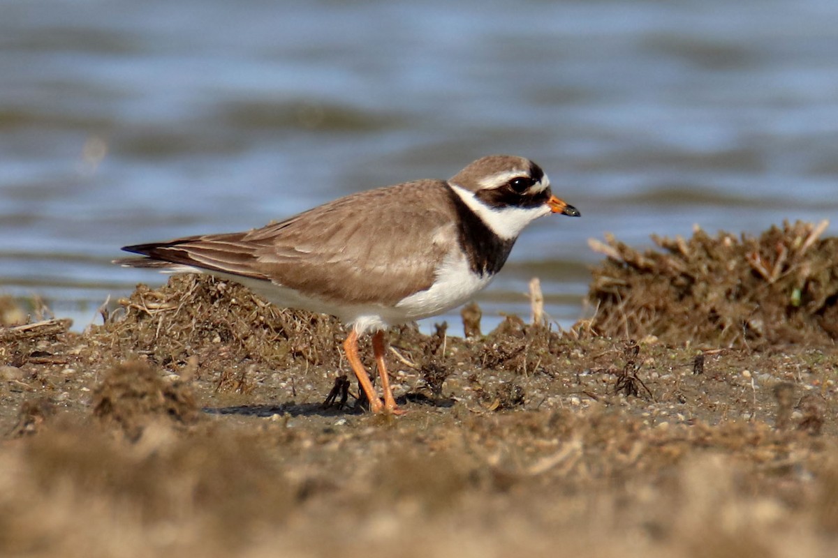 Common Ringed Plover - ML619074251