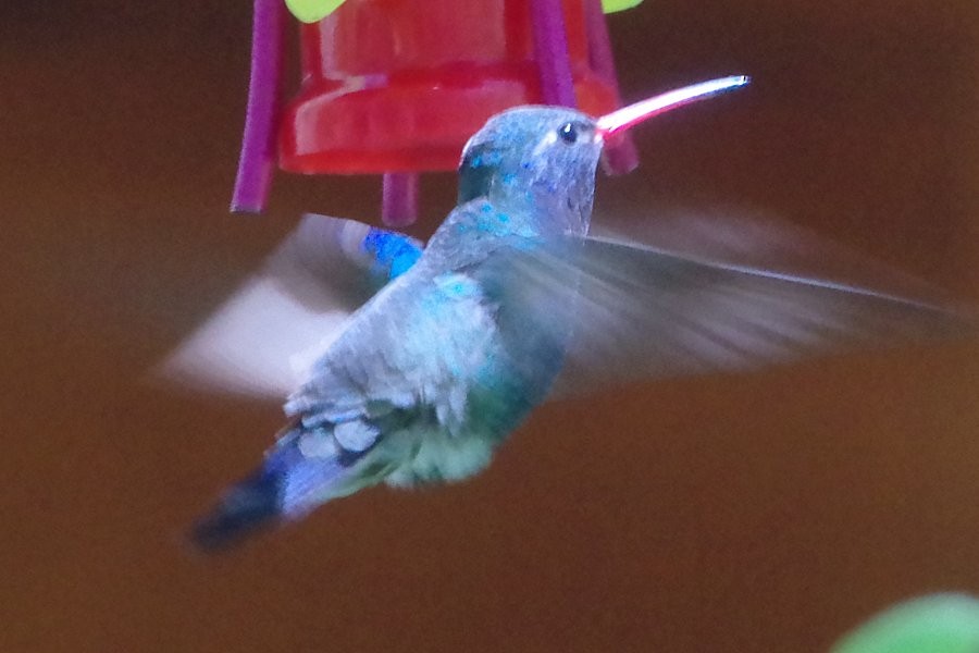 Broad-billed Hummingbird - Pat Goltz