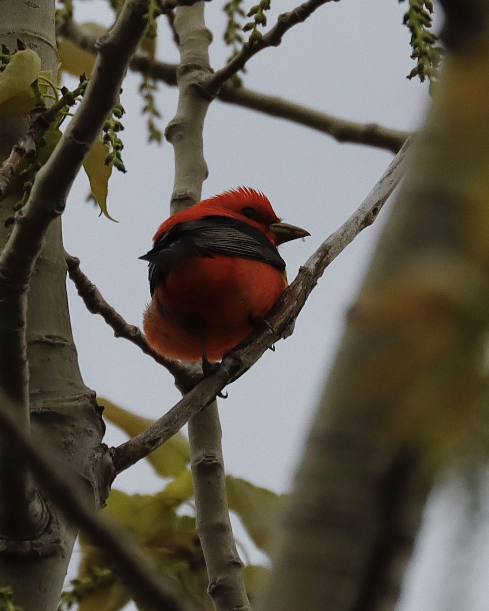 Scarlet Tanager - ML619074271