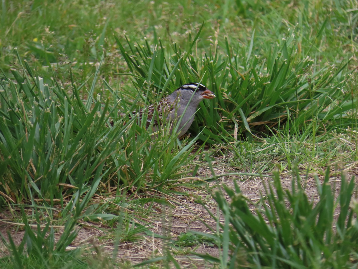 White-crowned Sparrow - ML619074276