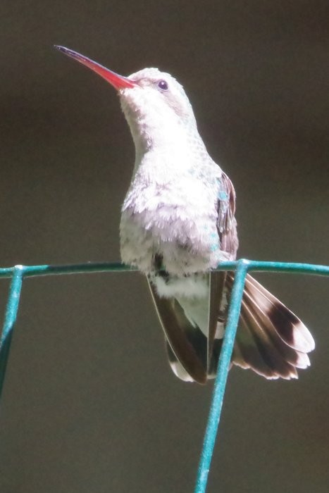 kolibřík širokozobý - ML619074278