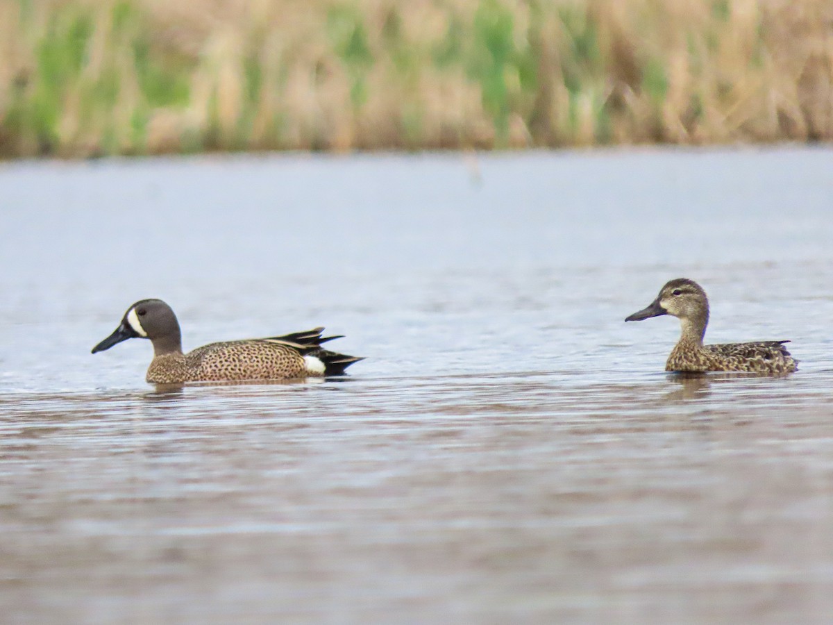 Blue-winged Teal - ML619074286