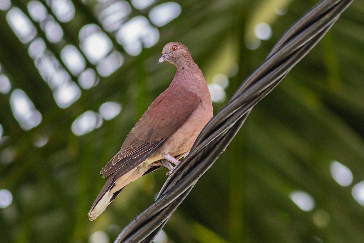 Pigeon de Madagascar - ML619074299