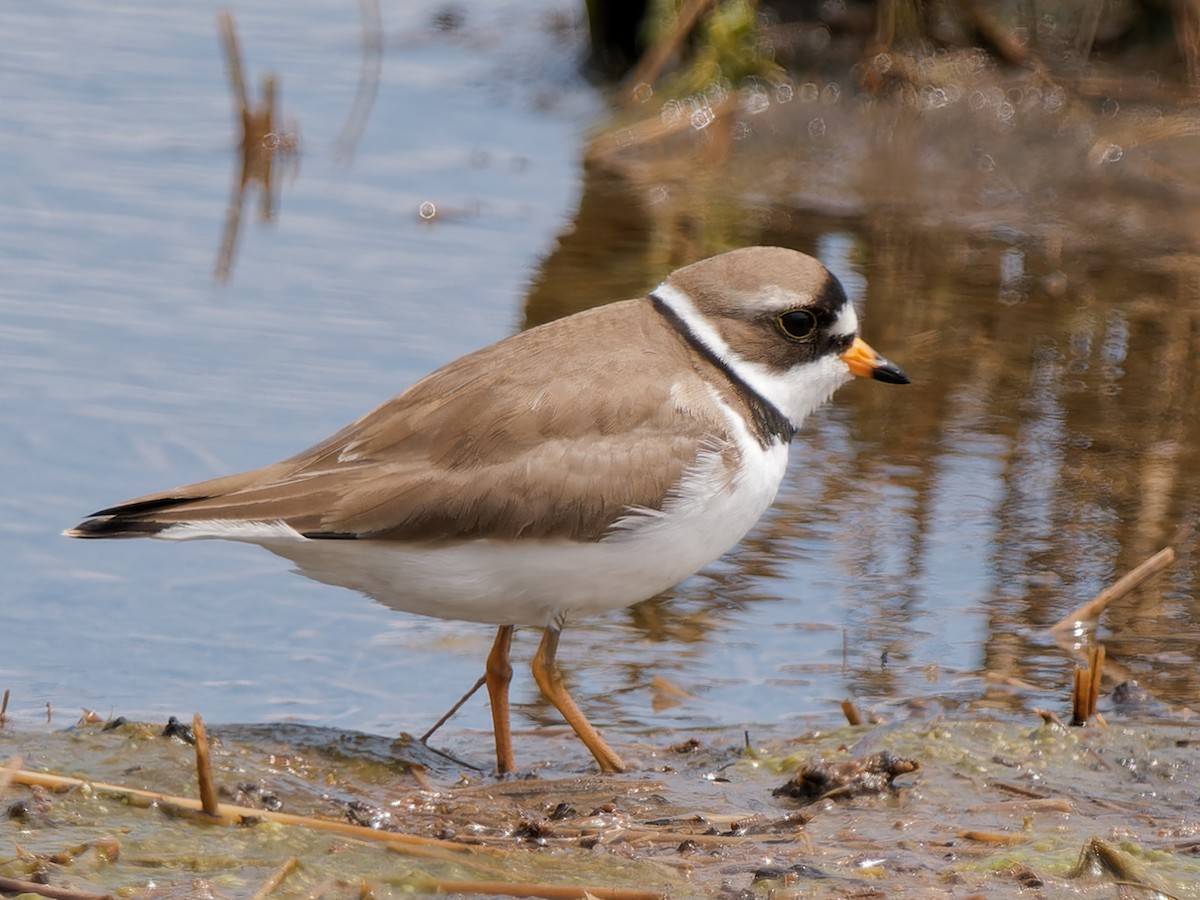 Semipalmated Plover - ML619074306