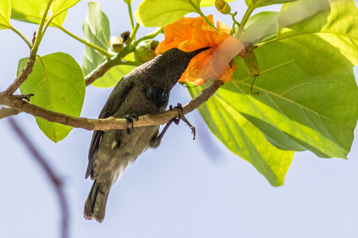 Seychelles Sunbird - ML619074344
