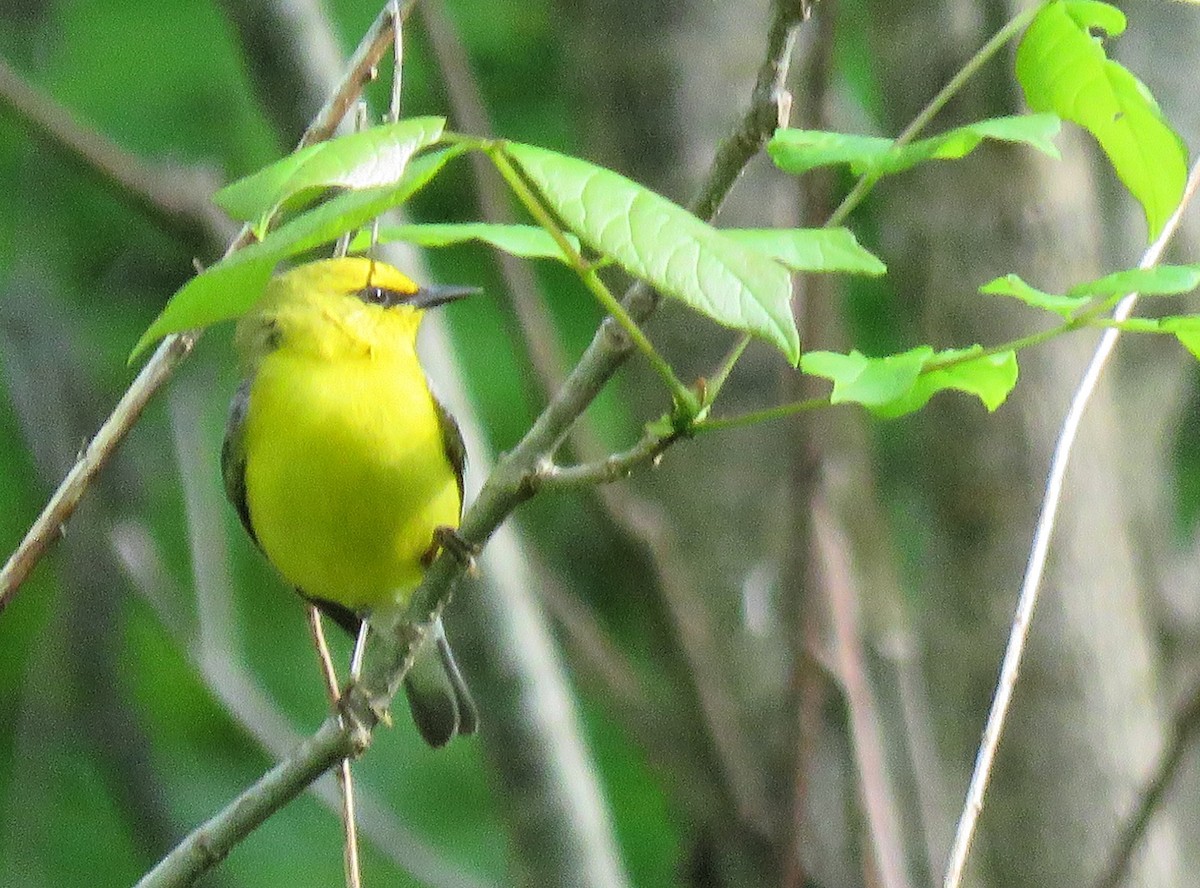 Blue-winged Warbler - Amy Didion