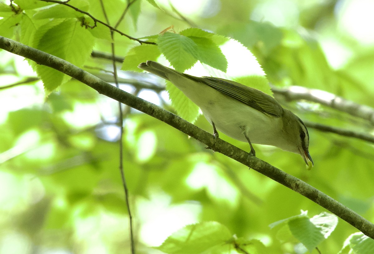 Red-eyed Vireo - Jerry Horak