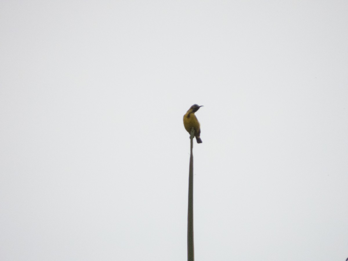 Brown-throated Sunbird - ML619074390