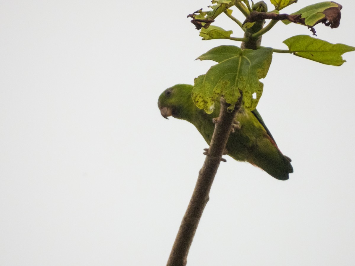 Blue-crowned Hanging-Parrot - ML619074480