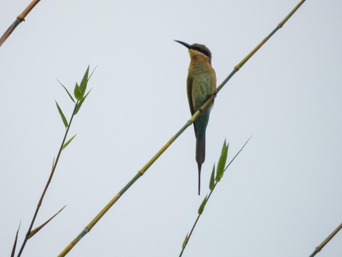 Blue-tailed Bee-eater - ML619074493