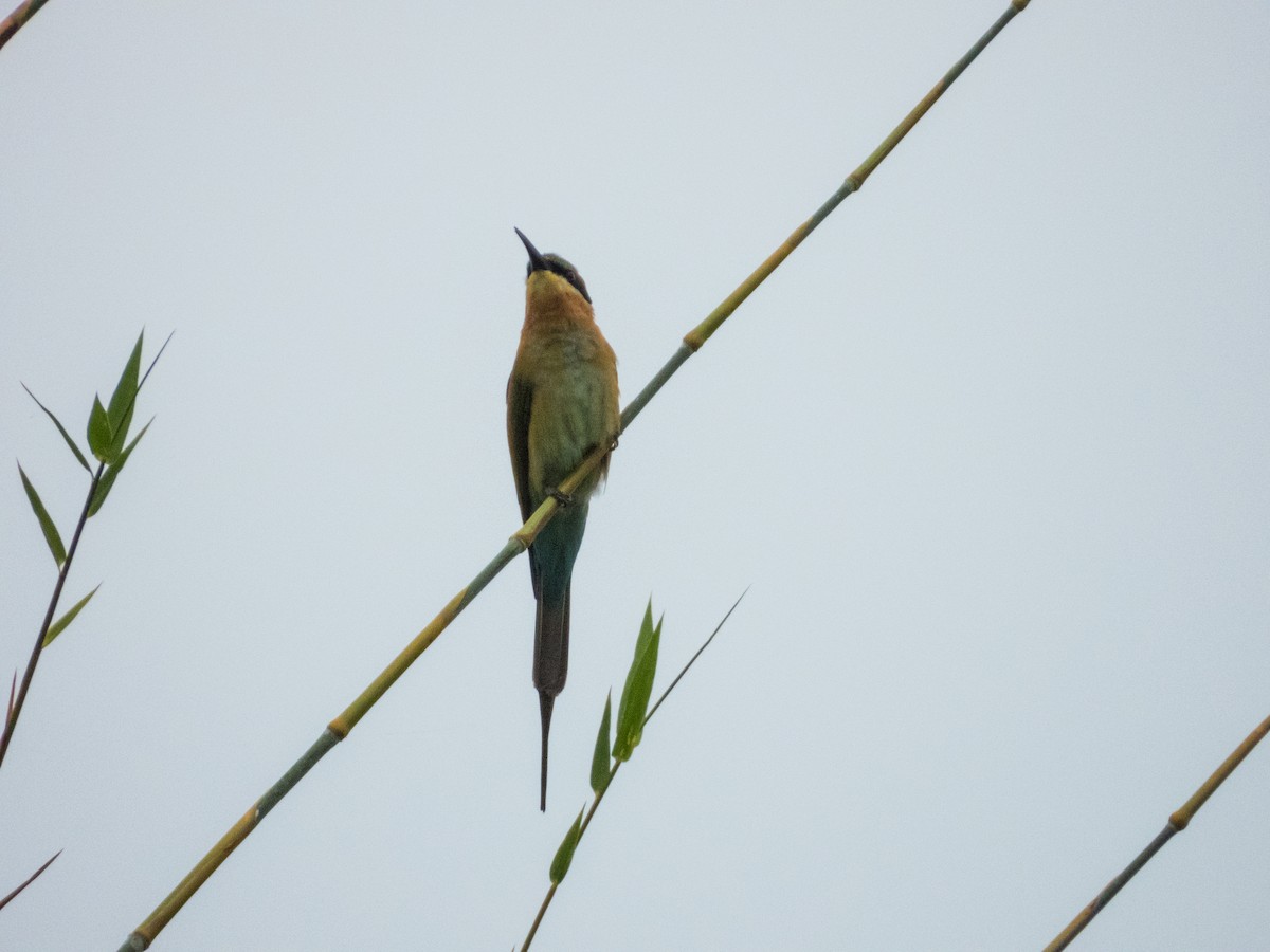Blue-tailed Bee-eater - Jorge Juan Rueda