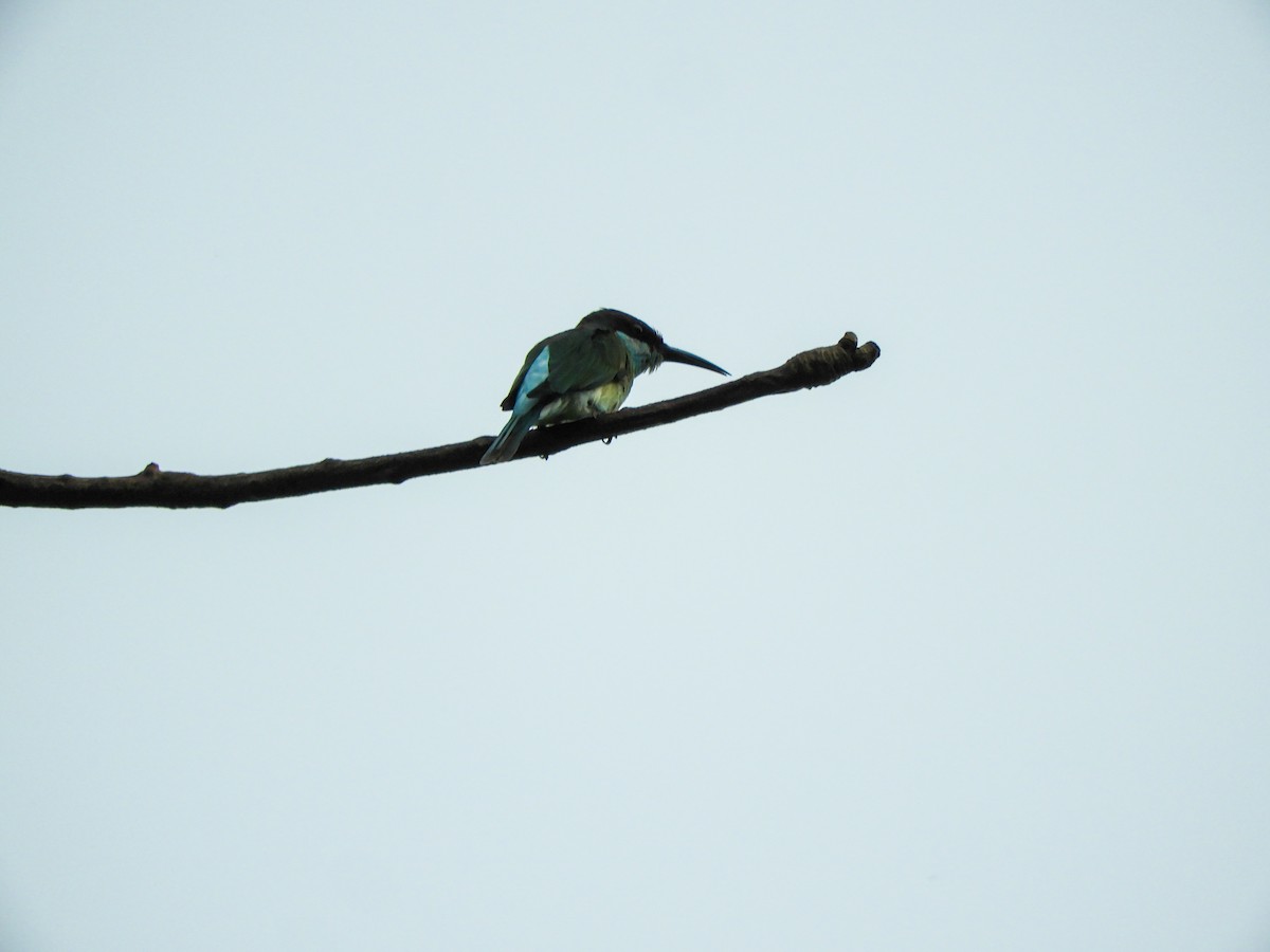 Blue-throated Bee-eater - ML619074498
