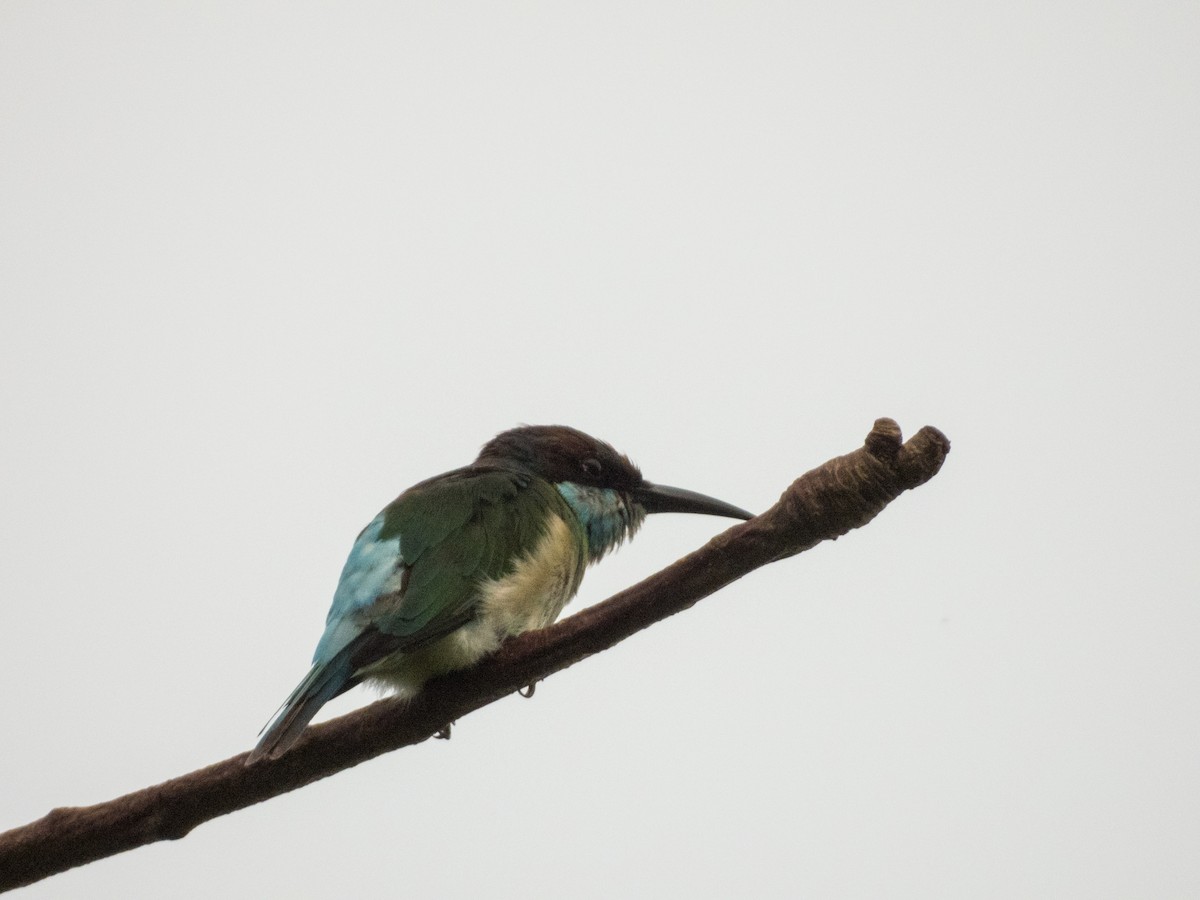 Blue-throated Bee-eater - ML619074499