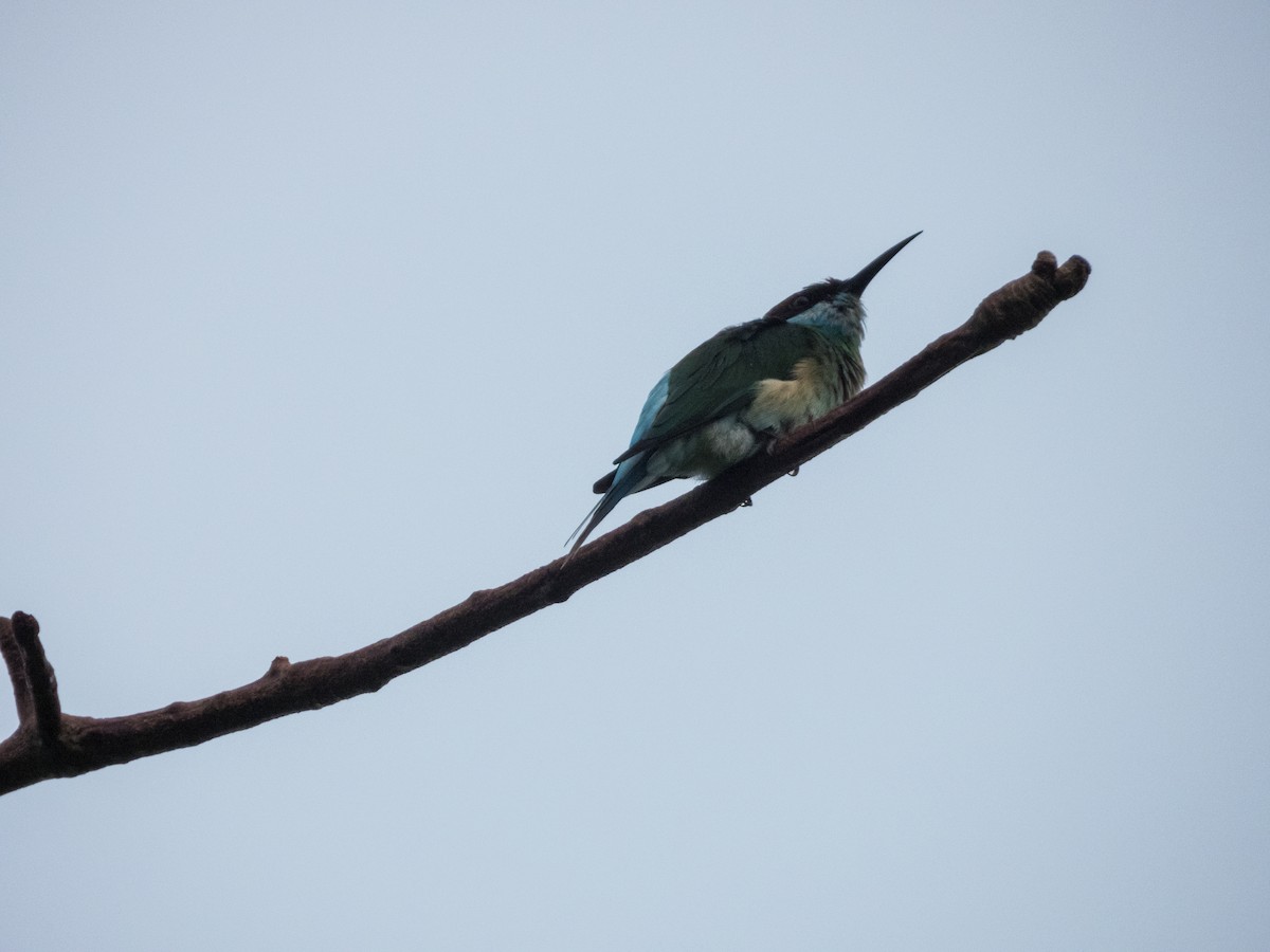 Blue-throated Bee-eater - ML619074500