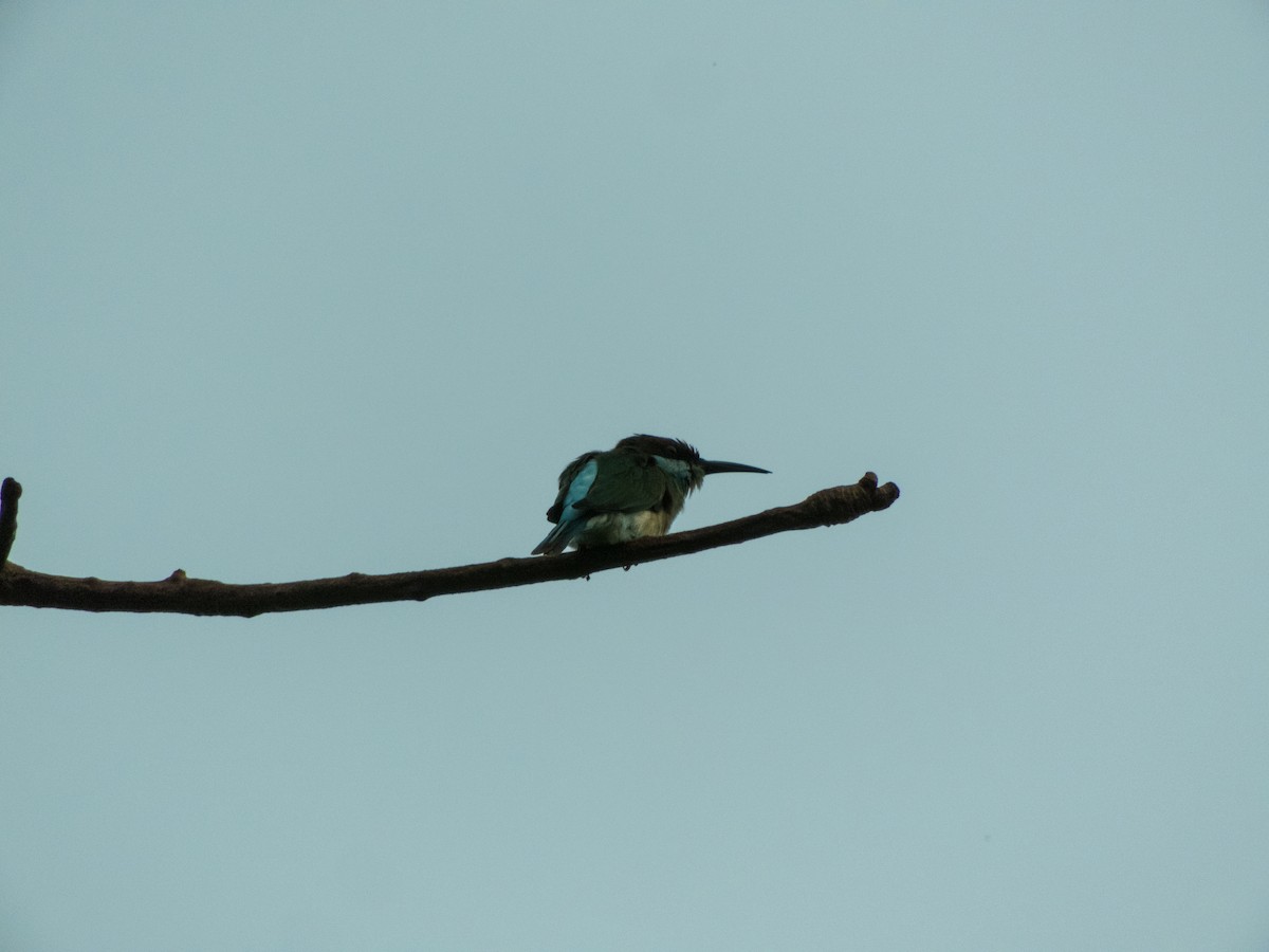 Blue-throated Bee-eater - ML619074501