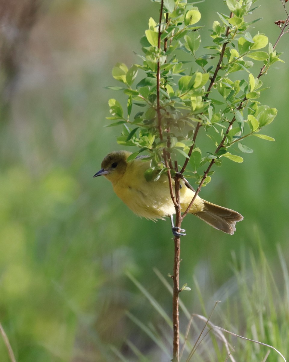 Orchard Oriole - ML619074532