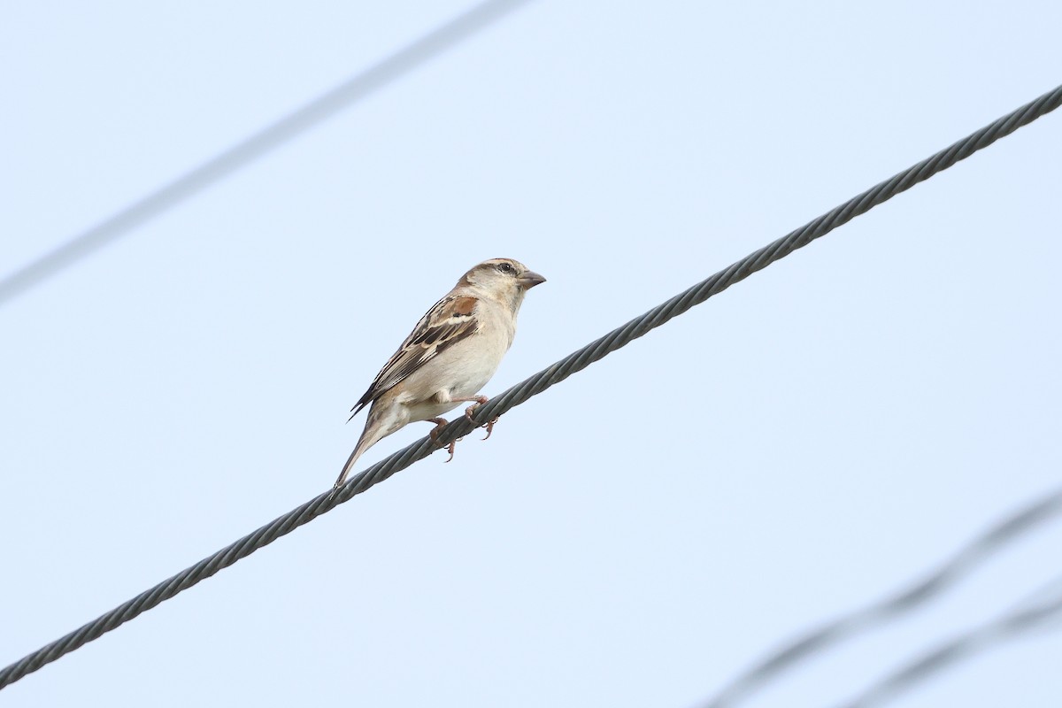 Russet Sparrow - ML619074552