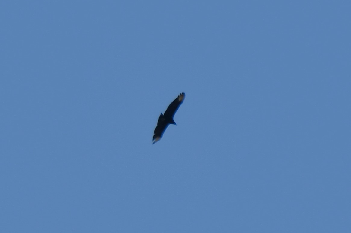 Black Vulture - ML619074576