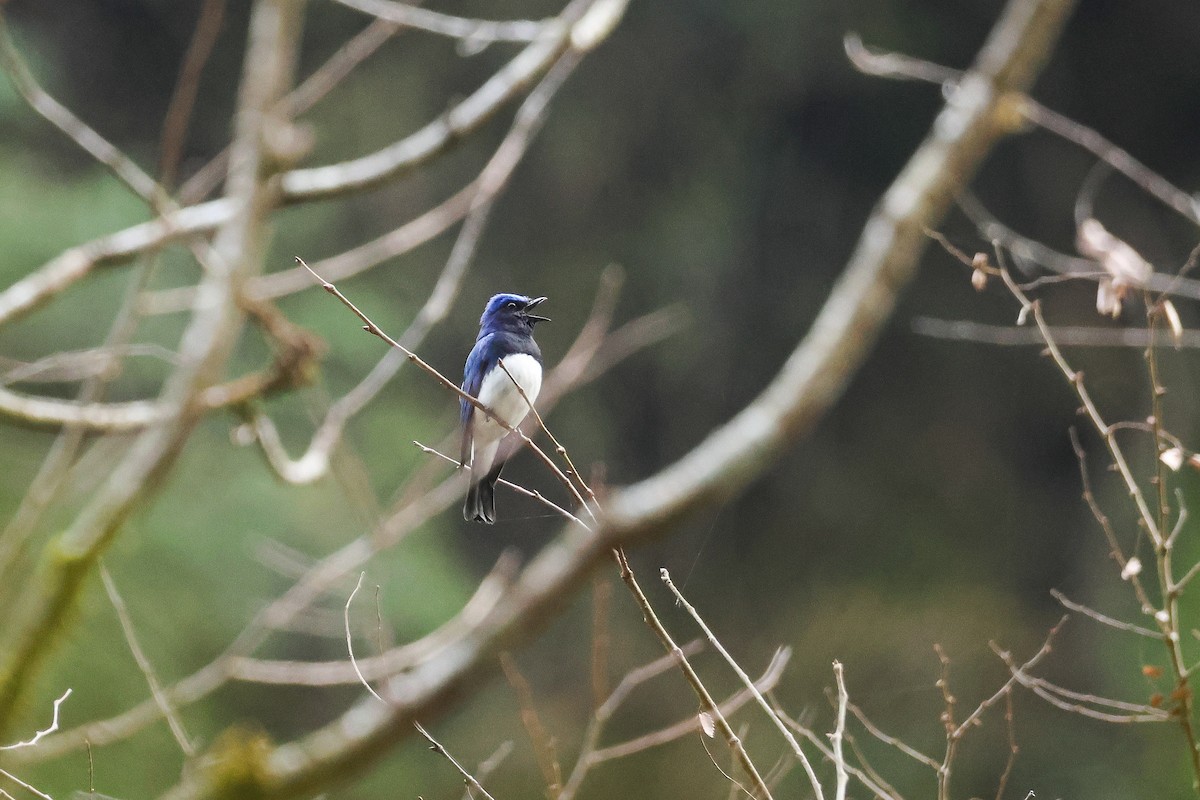 Blue-and-white Flycatcher - ML619074601
