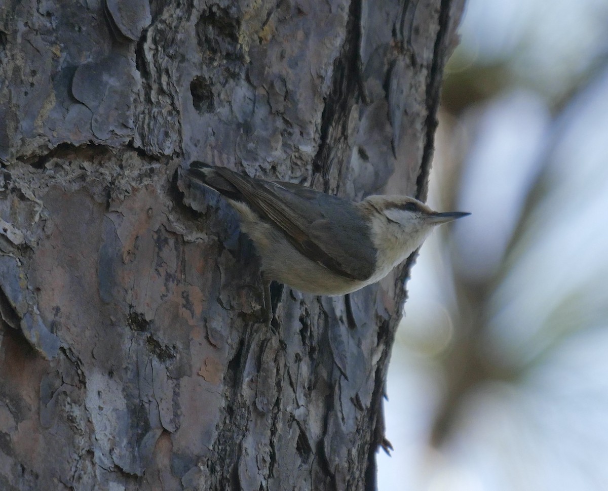 Brown-headed Nuthatch - ML619074654