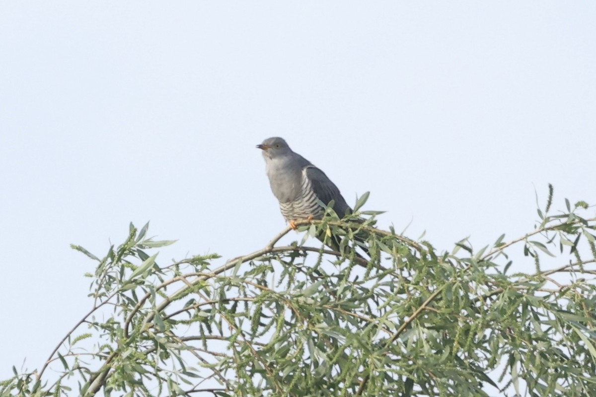 Common Cuckoo - ML619074655