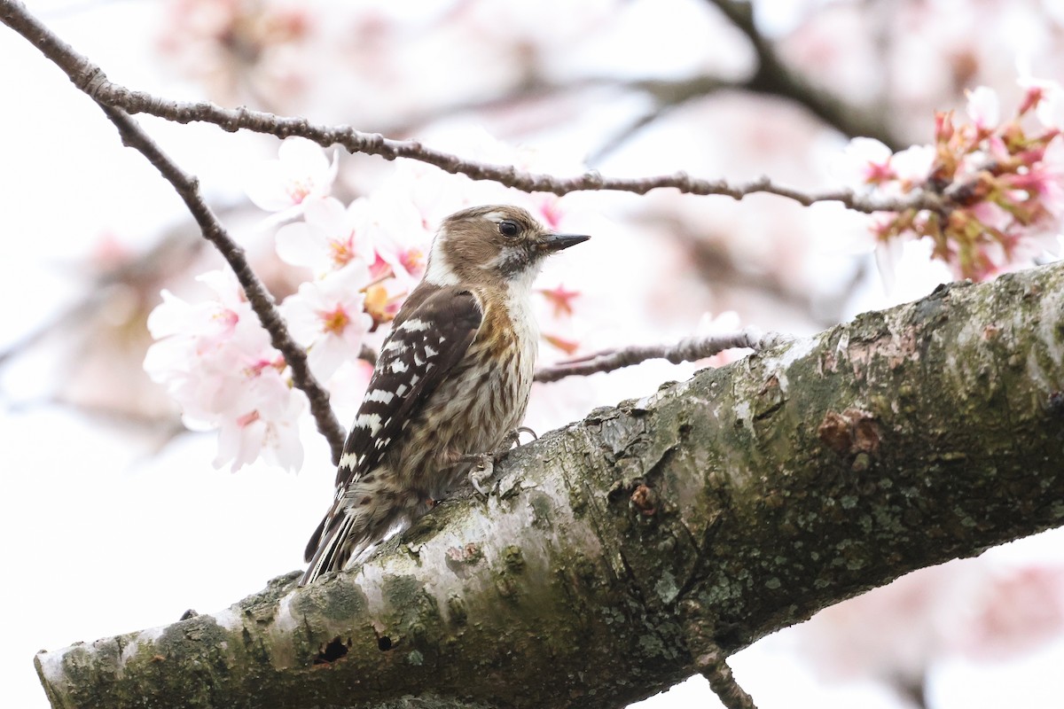 Japanese Pygmy Woodpecker - ML619074656