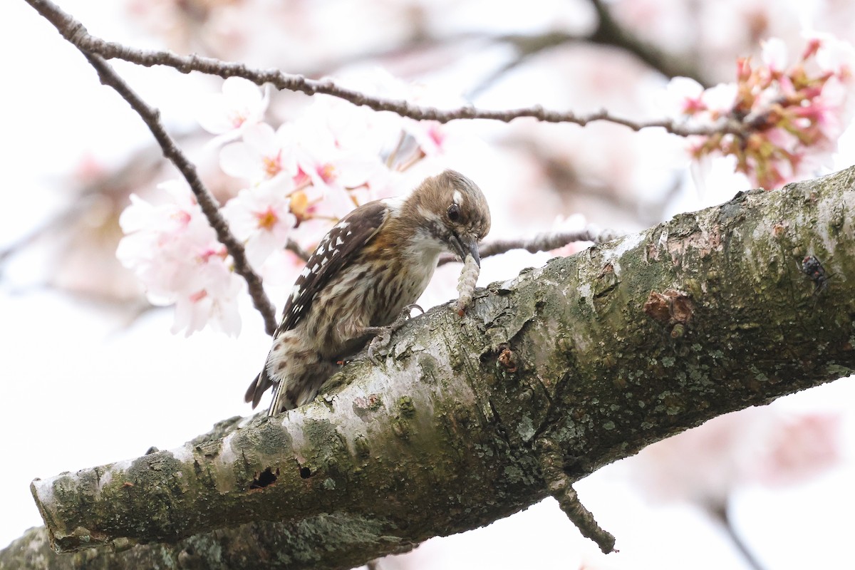 Japanese Pygmy Woodpecker - ML619074657