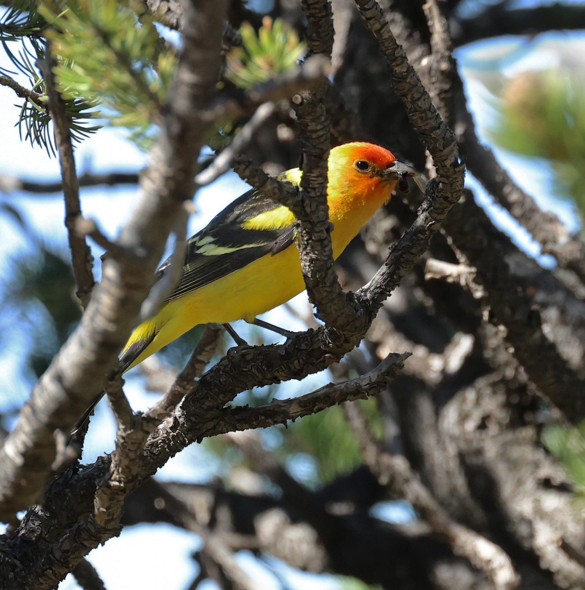 Western Tanager - ML619074661